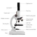 Microscopio para principiantes – Image 3