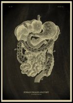 Póster de Anatomía del Cuerpo Humano – Image 11