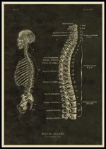 Póster de Anatomía del Cuerpo Humano – Image 12