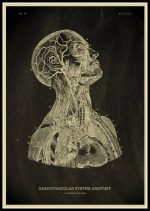 Póster de Anatomía del Cuerpo Humano – Image 13