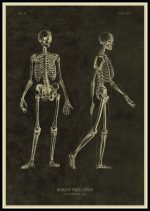 Póster de Anatomía del Cuerpo Humano – Image 7