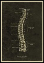 Póster de Anatomía del Cuerpo Humano – Image 8