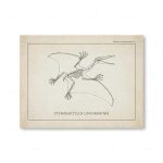 Póster Dinosaurios – Image 9