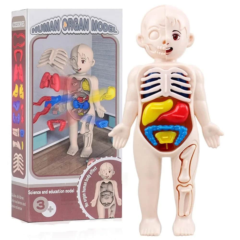 jeu-anatomie-corps-humain-1 Juego de Anatomía del Cuerpo Humano – Image 1