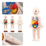 Juego de Anatomía del Cuerpo Humano – Image 2