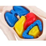 Juego de Anatomía del Cuerpo Humano – Image 3