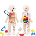 Juego de Anatomía del Cuerpo Humano – Image 4