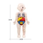 Juego de Anatomía del Cuerpo Humano – Image 5
