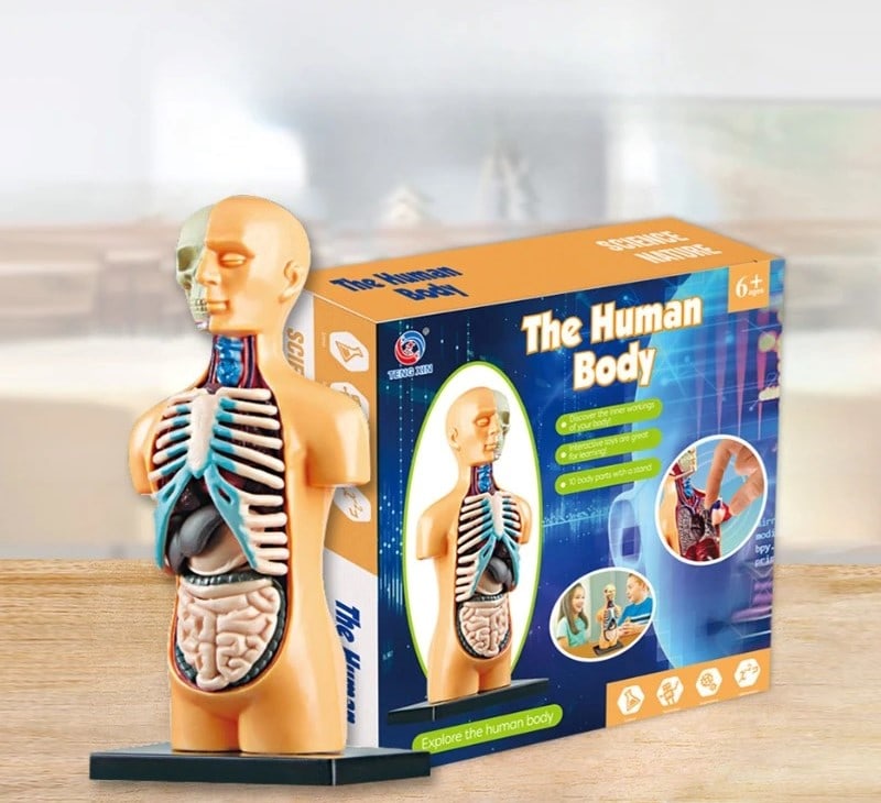 jeux-anatomie-demi-corps-1 Juego Anatomía Medio Cuerpo – Image 1