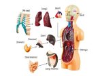 Juego Anatomía Medio Cuerpo – Image 2