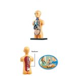 Juego Anatomía Medio Cuerpo – Image 3