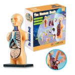 Juego Anatomía Medio Cuerpo – Image 4