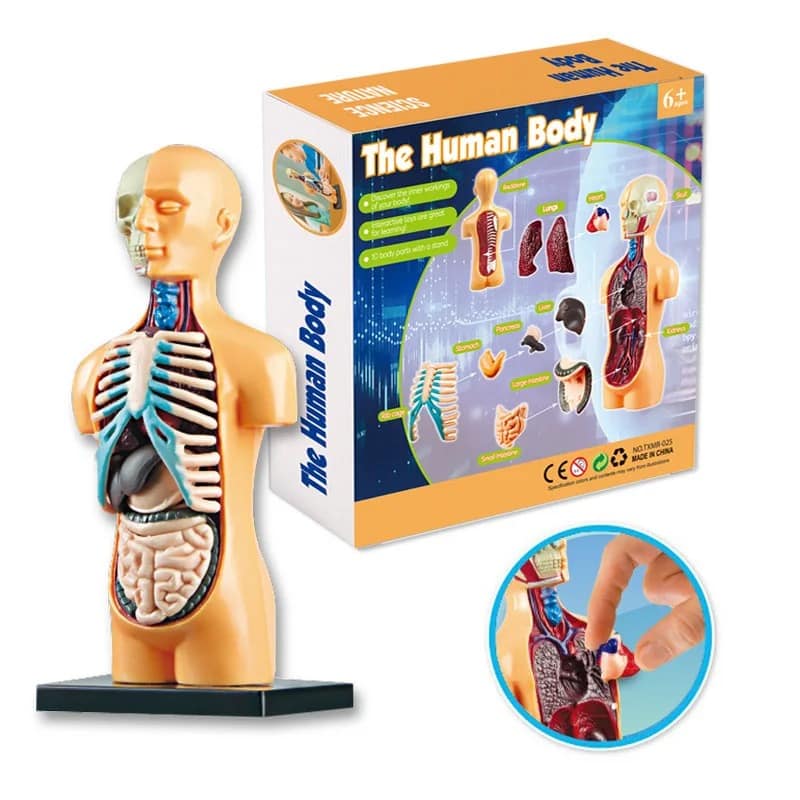 cuerpo humano niños