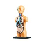 Juego Anatomía Medio Cuerpo – Image 5