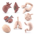 Juego de Anatomía de los Órganos Humanos