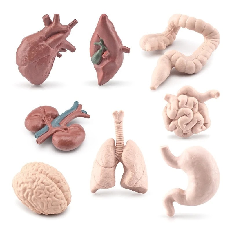 jeux-anatomie-organes-humains-1 Juego de Anatomía de los Órganos Humanos – Image 1