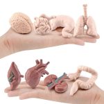 Juego de Anatomía de los Órganos Humanos – Image 2