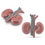 Juego de Anatomía de los Órganos Humanos – Image 3