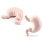 Juego de Anatomía de los Órganos Humanos – Image 4