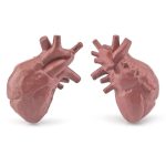 Juego de Anatomía de los Órganos Humanos – Image 5