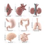 Juego de Anatomía de los Órganos Humanos – Image 6