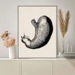 Póster Anatomía del Estómago Humano