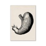 Póster Anatomía del Estómago Humano – Image 2
