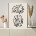 Póster Anatomía del Cerebro