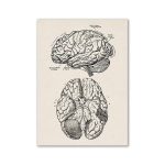 Póster Anatomía del Cerebro – Image 2