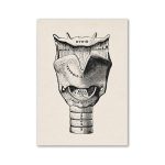 Póster de Anatomía de la Laringe y la Tráquea – Image 2