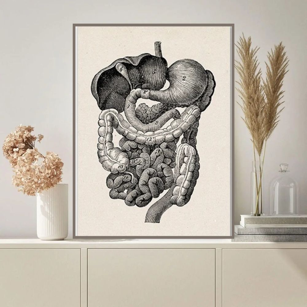poster-anatomie-systeme-digestif-1 Póster Anatomía Sistema Digestivo – Image 1