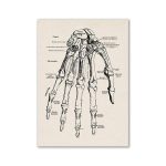 Póster Anatómico de la Estructura Ósea – Image 2