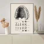 Póster de la Dentición Humana