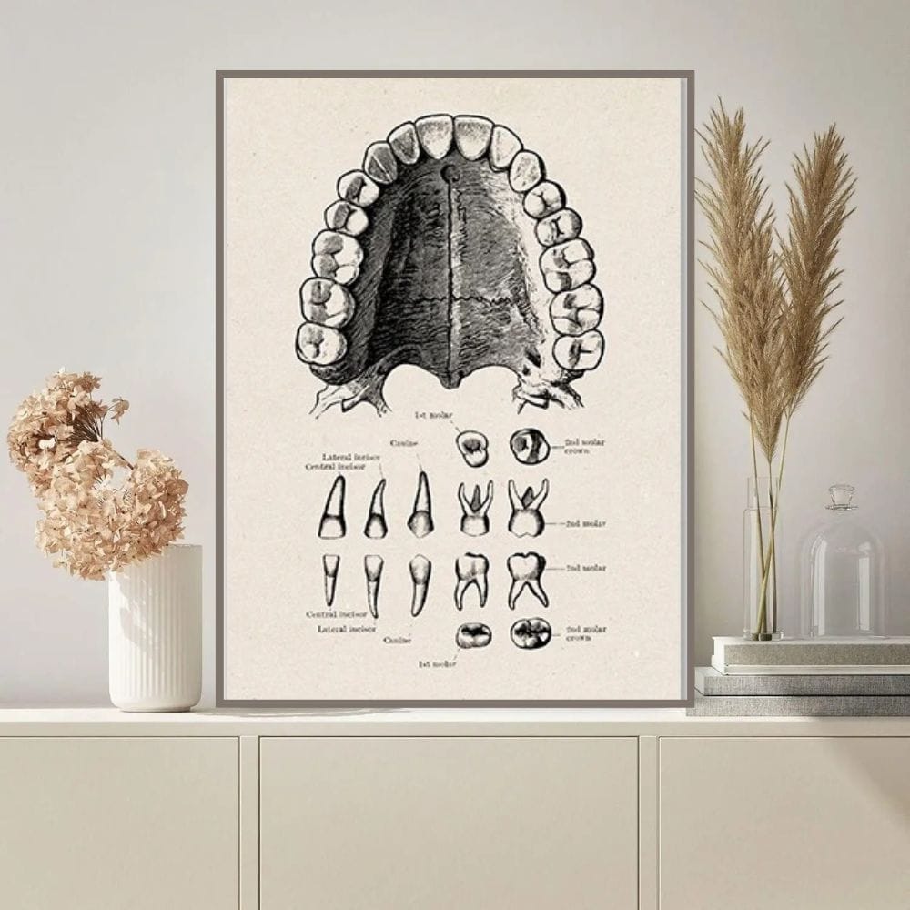 poster-de-la-dentition-humaine-1 Póster de la Dentición Humana – Image 1
