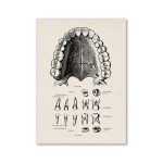 Póster de la Dentición Humana – Image 2