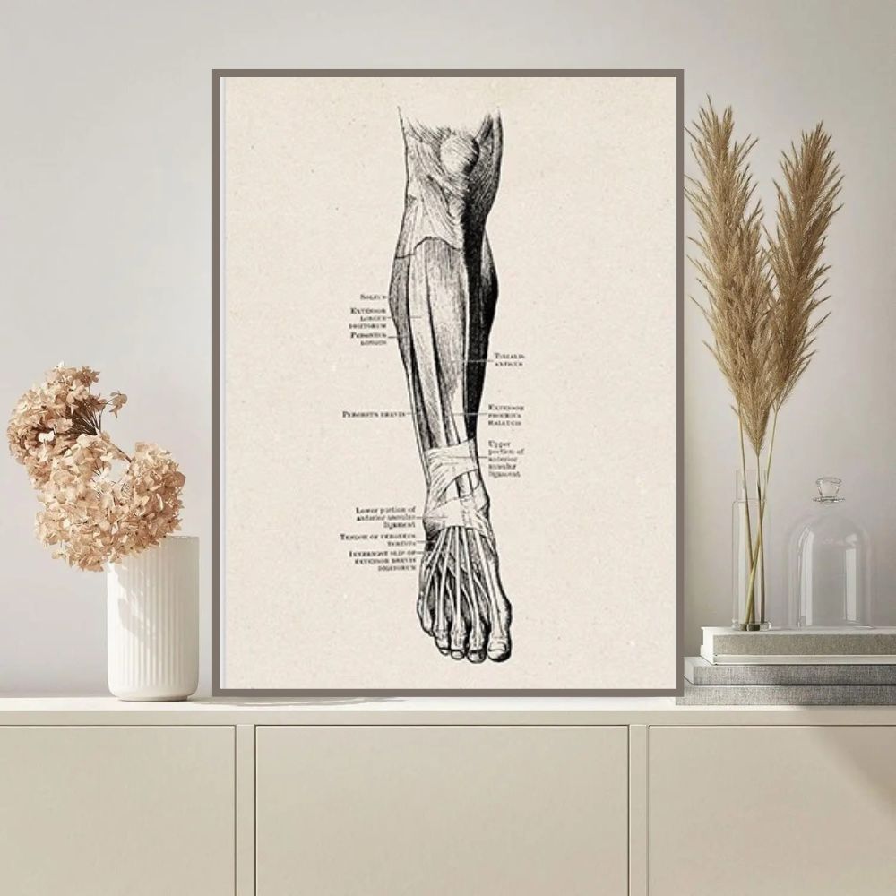 poster-des-muscles-jambe-et-pied-1 Póster de los Músculos de la Pierna y el Pie – Image 1