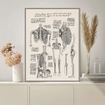 Póster Estudio Ilustrado del Esqueleto