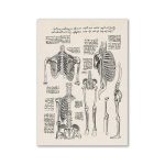Póster Estudio Ilustrado del Esqueleto – Image 2