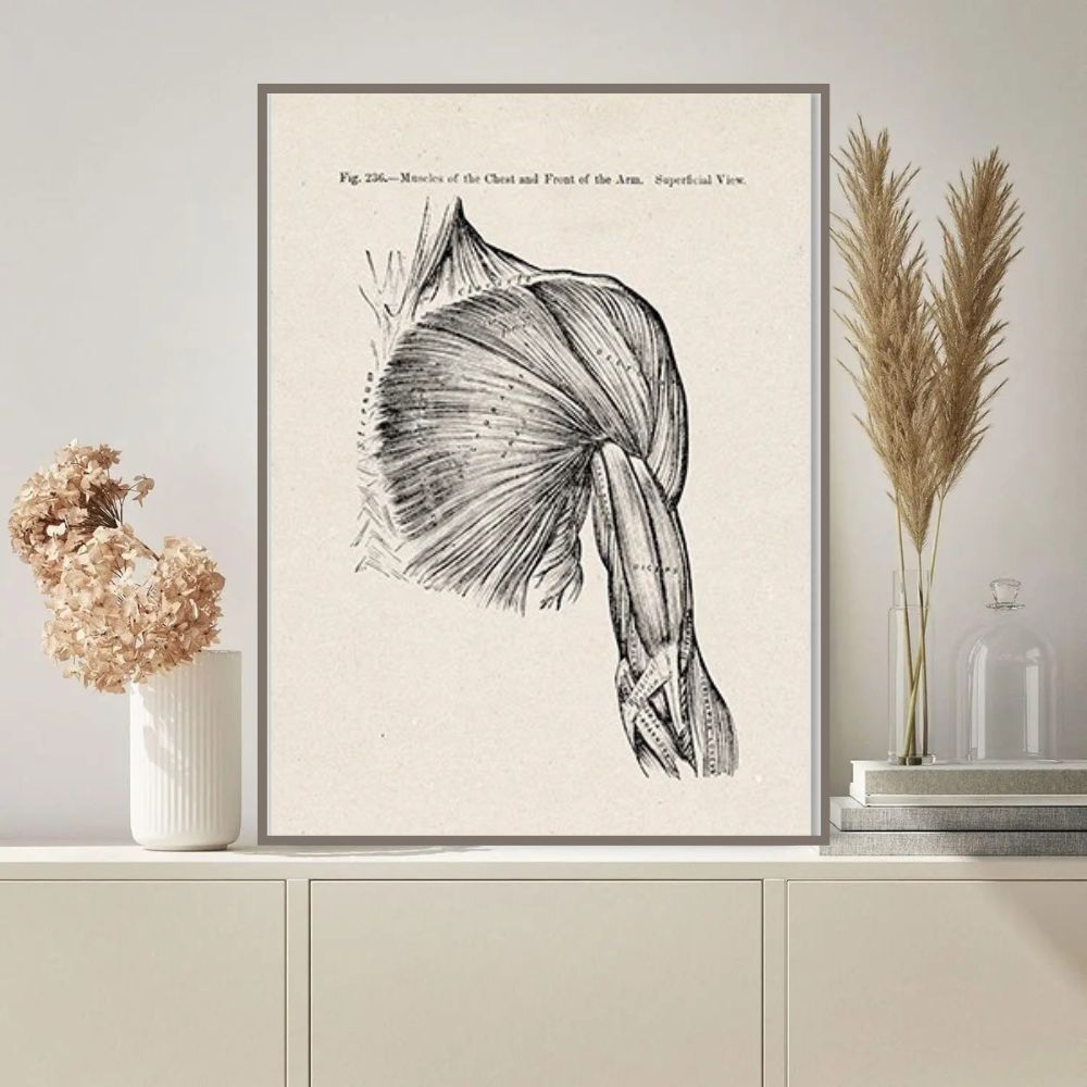 poster-muscles-de-lepaule-et-du-bras-1 Póster Músculos del Hombro y del Brazo – Image 1