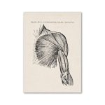 Póster Músculos del Hombro y del Brazo – Image 2