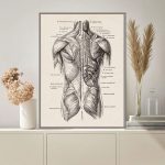 Póster Músculos del Cuerpo Humano