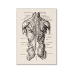 Póster Músculos del Cuerpo Humano – Image 2
