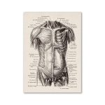 Póster Músculos del Cuerpo Humano – Image 3
