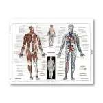 Póster del cuerpo humano