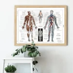 Póster del cuerpo humano – Image 2