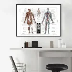 Póster del cuerpo humano – Image 3