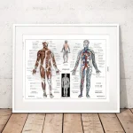 Póster del cuerpo humano – Image 4