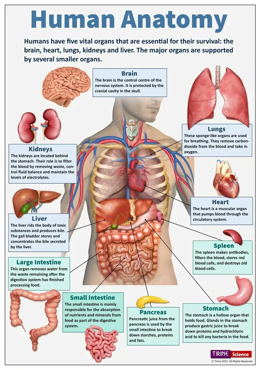 planche-anatomie-corps-humain-1 Lámina de anatomía del cuerpo humano – Image 1