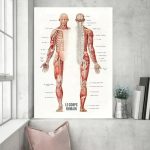 Lámina anatomía muscular – Image 2