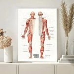 Lámina anatomía muscular – Image 3